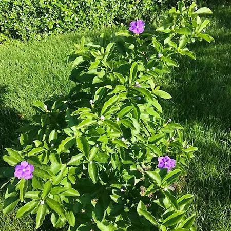 Willa Charming In With Private Pool *