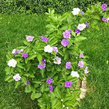 Willa Charming In With Private Pool Resende